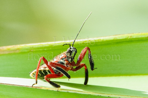 Florida bee assassin bug - Apiomerus spissipes